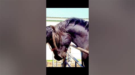 mature cur mare|How a stallion breeds a mare. (viewer discretion advised)